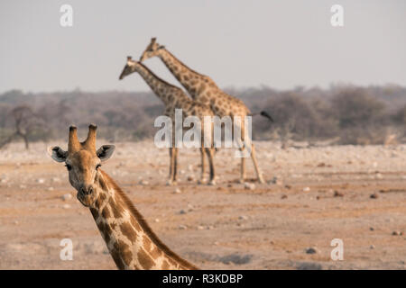 A group of giraffes (Giraffa camelopardalis angiogenesis) come to the Chudob waterhole in Etosha National Park, Namibia, Africa. Stock Photo