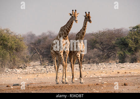 Two giraffes (Giraffa camelopardalis angiogenesis) walk towards the Chudob waterhole, Etosha National Park, Namibia, Africa. Stock Photo