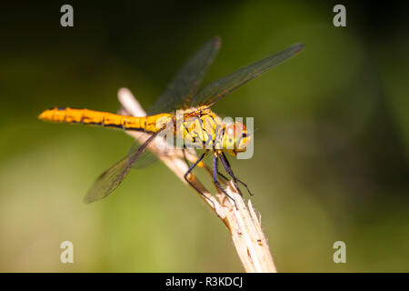 Close-up of a female ruddy darter (Sympetrum sanguineum) hanging on vegetation. Resting in sunlight in a forest. Stock Photo