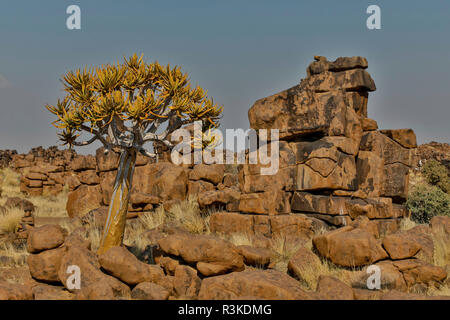 Quiver trees landscape, Namibia Stock Photo