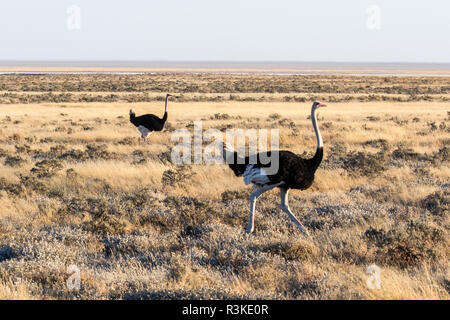 Africa, Namibia, Etosha National Park, Pair of Ostriches Walking through the Grassy Plain Stock Photo
