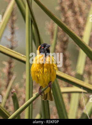 Africa, Tanzania, Ngorongoro Conservation Area. Black-headed Weaver (Ploceus cucullatus) with puffed out feathers Stock Photo