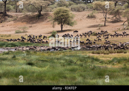 Zebra at a watering hole in the Serengeti, Tanzania, Africa Stock Photo ...