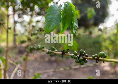 Coffee beans on the stem, coffee plantation in Kilimanjaro, Tanzania Stock Photo