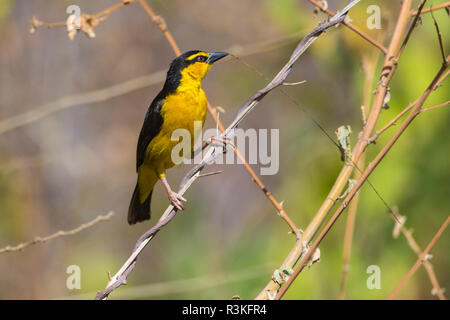 Africa. Tanzania. Female black-necked weaver (Ploceus nigricollis melanoxanthus) in Serengeti National Park. Stock Photo