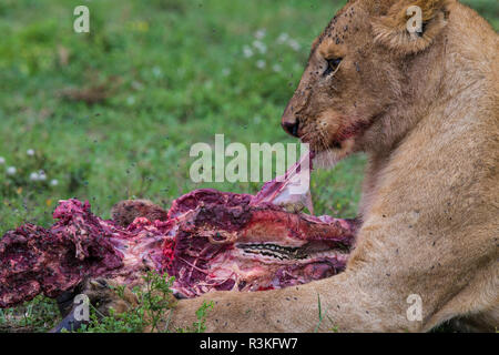 Africa. Tanzania. African lion cub (Panthera Leo) at a wildebeest kill at Ndutu, Serengeti National Park. Stock Photo