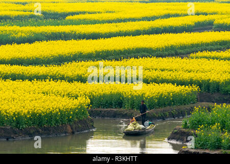 Rowing boat on river through Thousand-Islet canola flower fields, Xinghua, Jiangsu Province, China Stock Photo