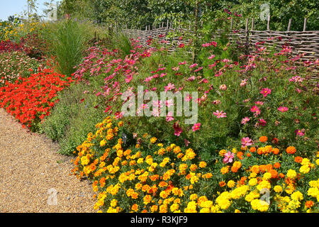 A colourful flower border with Cosmos bipinnatus rubenza and other flowering plants in a country garden Stock Photo