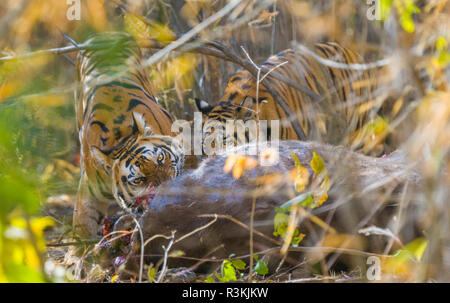 Bengal tigers, Bandhavgarh National Park, India Stock Photo