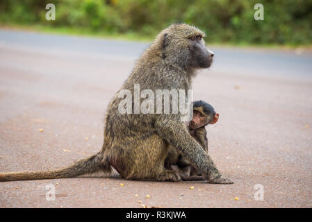 Olive baboon mother with its baby on the street Stock Photo