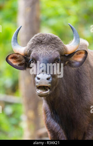 India. Gaur, Indian wild bison (Bos gaurus) at Kanha tiger reserve. Stock Photo