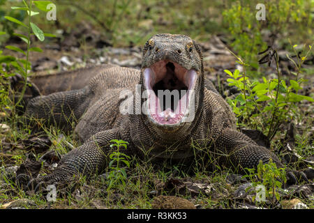 Indonesia, Komodo Dragon National Park. Komodo dragon with open mouth. Credit as: Jim Zuckerman / Jaynes Gallery / DanitaDelimont. com Stock Photo