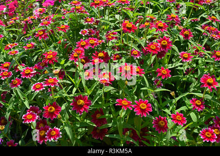 A flower border with colouful flowering Zinnia 'Zany Rose Pico' Stock Photo