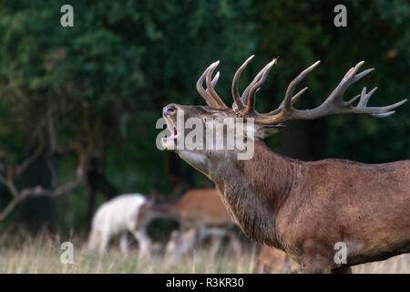 Stag during rutseason bellowing, standing under a tree, Jaegersborg ...