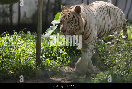 Safari Ltd Wild Safari Wildlife White Bengal Tiger : : Patio