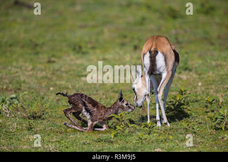 Africa. Tanzania. Thomson's gazelle (Eudorcas thomsonii) after giving birth, Serengeti National Park. Stock Photo