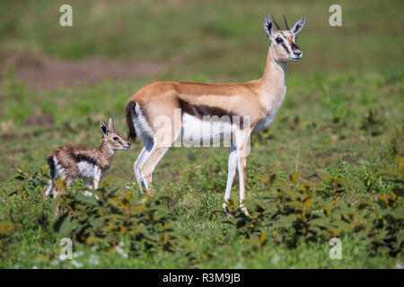 Africa. Tanzania. Thomson's gazelle (Eudorcas thomsonii) after giving birth, Serengeti National Park. Stock Photo