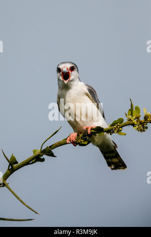 Africa. Tanzania. Pygmy falcon (Polihierax semitorquatus) in Serengeti National Park. Stock Photo