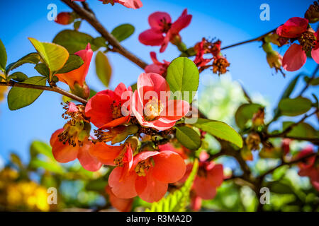 Beautiful red apple blossoms in front of clear blue sky Stock Photo