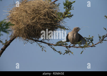 Africa. Tanzania. Grey-capped social weaver (Pseudonigrita arnaudi) building a nest at Serengeti National Park. Stock Photo