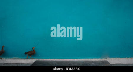 Textures on the blue wall with hen Stock Photo