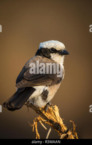 Africa. Tanzania. Northern white-crowned shrike (Eurocephalus ruepelli) in Serengeti National Park. Stock Photo