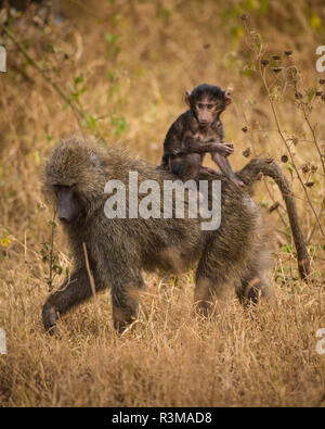 Africa. Tanzania. Olive baboon (Papio Anubis) female with baby at Serengeti National Park. Stock Photo