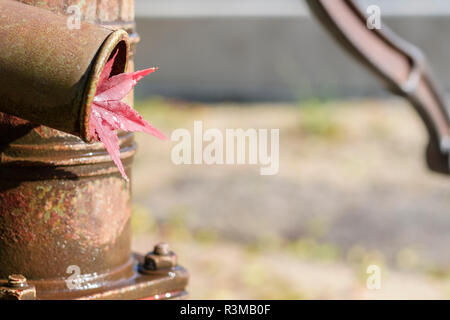 A red Japanese maple tree leaf in an old well hand water pump in Japan in autumn or fall. Stock Photo