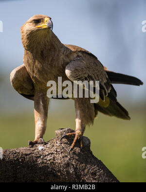 Africa. Tanzania. Steppe eagle (Aquila nipalensis orientalis) at Ndutu, Serengeti National Park. Stock Photo