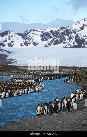 Antarctica, South Georgia Island. St. Andrew's Bay, King Penguins with landscape of river and mountains Stock Photo