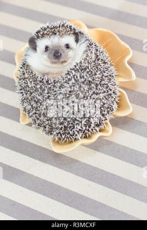 Cute domesticated hedgehog poses unfurls exposing her cute face Stock Photo