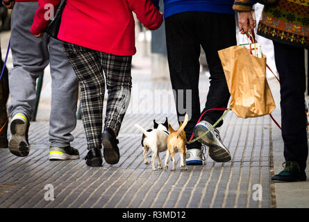 A man and woman walk two little dogs in a cobbled street. A white and black dotted dog and a brown dog. Rear View. Groceries bag. Stock Photo