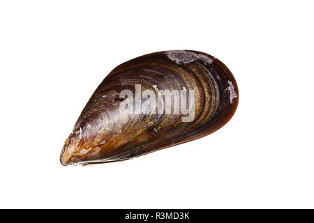 Fresh mussels isolated on white background. Mussels from Atlantic ocean aquaculture Galicia Spain. Mytilidae Stock Photo