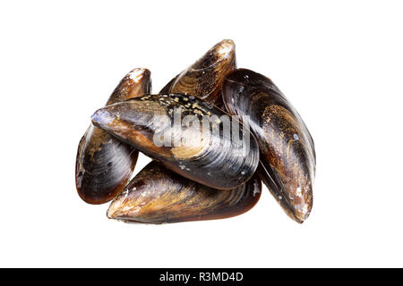 Fresh mussels isolated on white background. Mussels from Atlantic ocean aquaculture Galicia Spain. Mytilidae Stock Photo