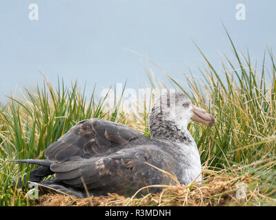 Northern Giant Petrel or Hall's Giant Petrel (Macronectes halli) on nest on Prion Island in the Bay of Isles on South Georgia Island Stock Photo