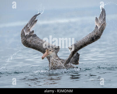 Northern Giant Petrel or Hall's Giant Petrel (Macronectes halli) bathing in the Bay of Isles near Prion Island on South Georgia Island Stock Photo