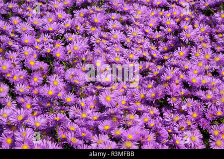 dense flower carpet made of purple asters aster dumosus Stock Photo