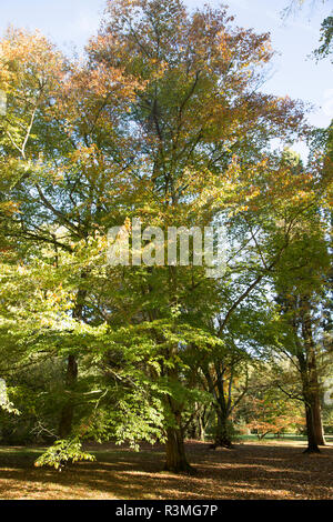 Fagus engleriana, Chinese beech tree Stock Photo - Alamy