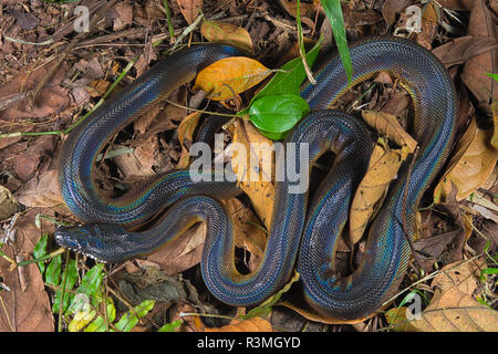 White lipped Python (Leiopython albertisii) on ground Stock Photo