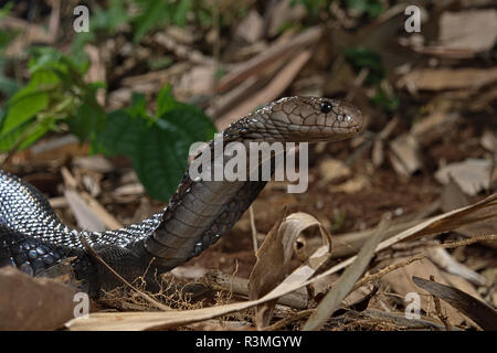 Java Cobra Animal The Javan spitting cobra (Naja sputatrix) also called the southern ...