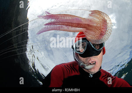 Jellyfish (Pelagia noctiluca) and diver, Tenerife, Marine invertebrates of the Canary Islands.