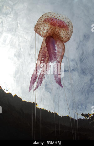 Jellyfish (Pelagia noctiluca), Tenerife, Marine invertebrates of the Canary Islands.