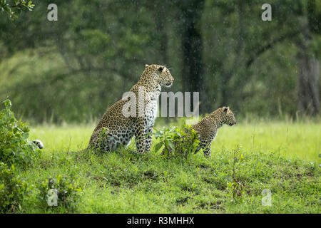 Female Leopard (Panthera pardus), Masai Mara National Reser…