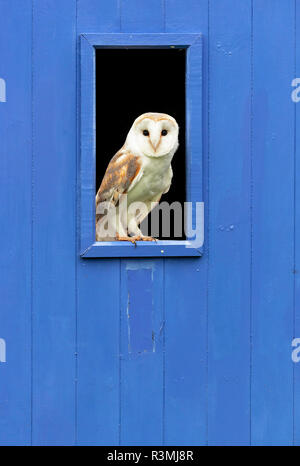 Barn owl (Tyto alba) perched inside a window