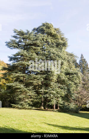 Blue Atlas cedar tree, cedrus atlantica, National arboretum, Westonbirt arboretum, Gloucestershire, England, UK Stock Photo