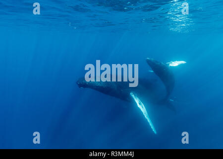 Mother and calf pair of humpback whales swim in clear blue water of the Silver Bank, Dominican Republic Stock Photo