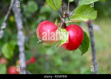 Two red apples on the sunshine, old branches of the apple tree, leaves and fruits Stock Photo