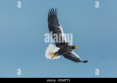 Japan, Hokkaido. Steller's sea eagle flying. Credit as: Jim Zuckerman / Jaynes Gallery / DanitaDelimont.com Stock Photo