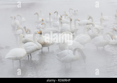 Whooper swans on frozen Lake Kussharo, Hokkaido Stock Photo