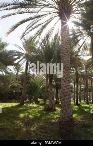 Midday sun in Palm Trees. Oman. Stock Photo